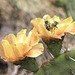 Engelmann's Prickly Pear