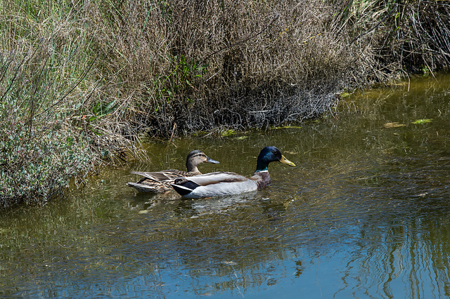 Stockenten - 2016-04-27-D4_DSC6817