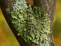 Lichen at Bunchberry Meadows Conservation Area