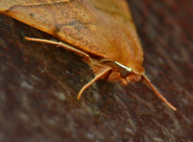 Moth. Possibly Feathered Thorn. Colotois pennara??