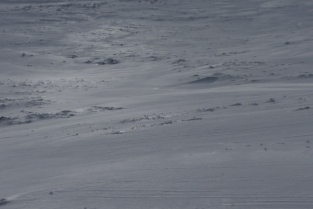 20170211 Raquettes Vercors sud Col de la bataille (40) al