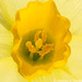 Daffodil - This is a dwarf daffodil