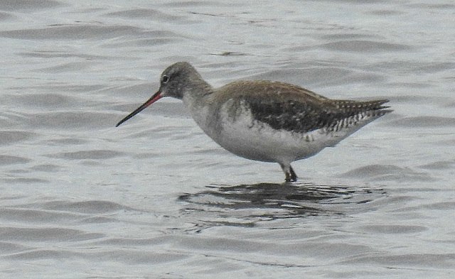 20180404 3519CPw [D~AUR] Dunkler Wasserläufer (Tringa erythropus), Norderney