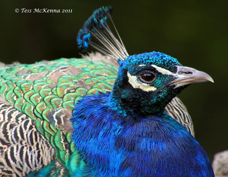 Peacock 0098 copy