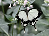 Odysseusfalter (australischer Schmetterling)