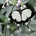 Odysseusfalter (australischer Schmetterling)