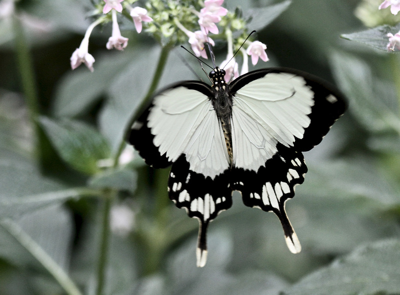 Odysseusfalter (australischer Schmetterling)