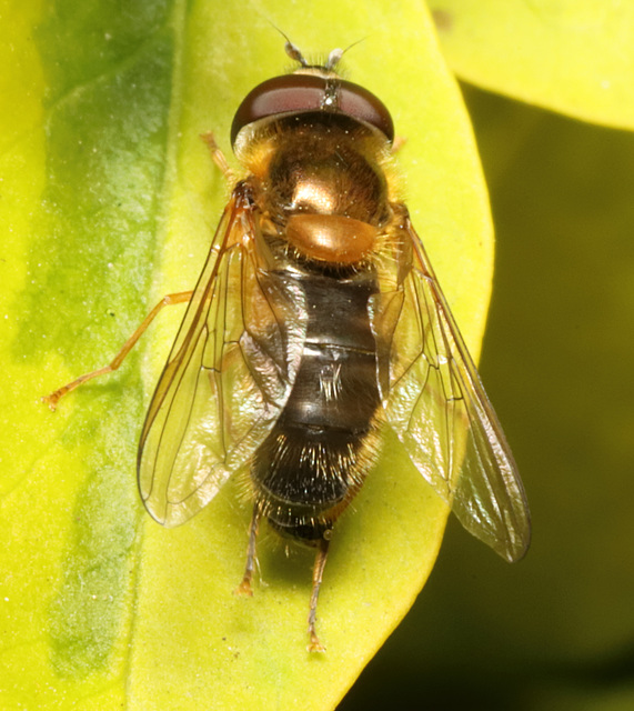 HoverflyIMG 2347