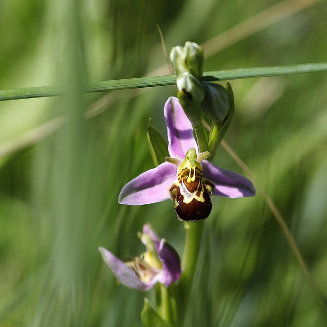 Ophrys apifera