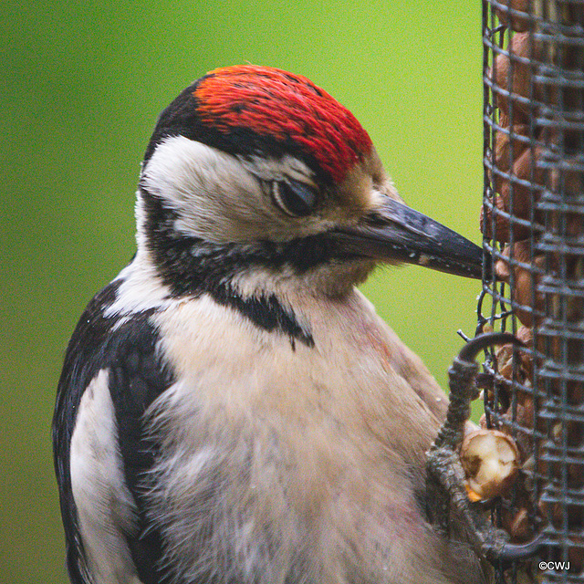 Head studies - Greater Spotted Woodpecker