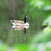 Canada goose on the pond
