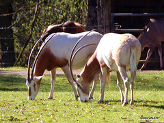 Zoo de Cerza  Parc animalier Normandie (Oryx Algazelle)
