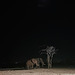 Elephants at night. 2 ( Square)