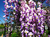 Wisteria