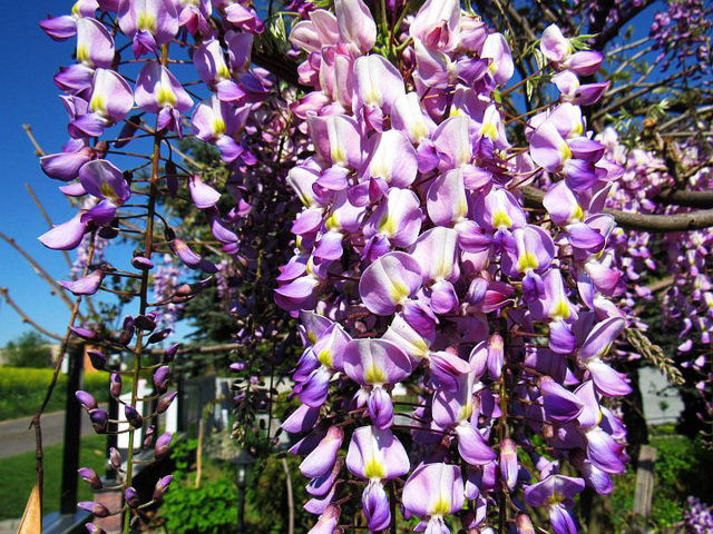 Wisteria