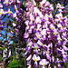 Wisteria Wisteria