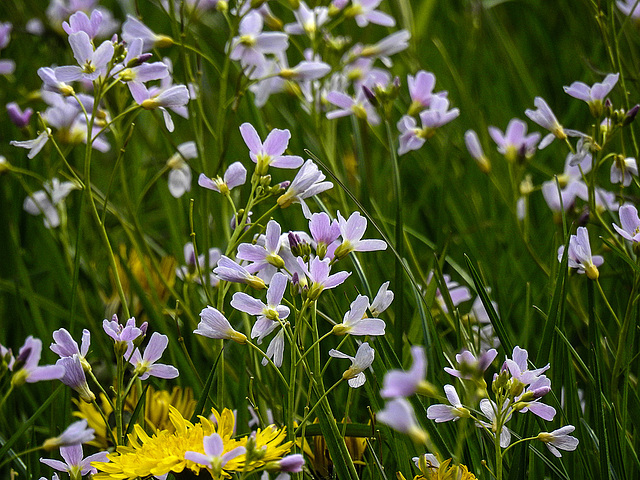 20170501 0757CPw [D~LIP]  Wiesen-Schaumkraut (Cardamine pratensis), Löwenzahn, Bad Salzuflen