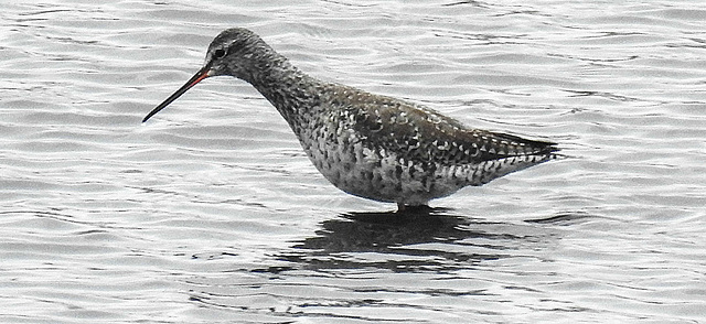 20180404 3520CPw [D~AUR] Dunkler Wasserläufer (Tringa erythropus), Norderney