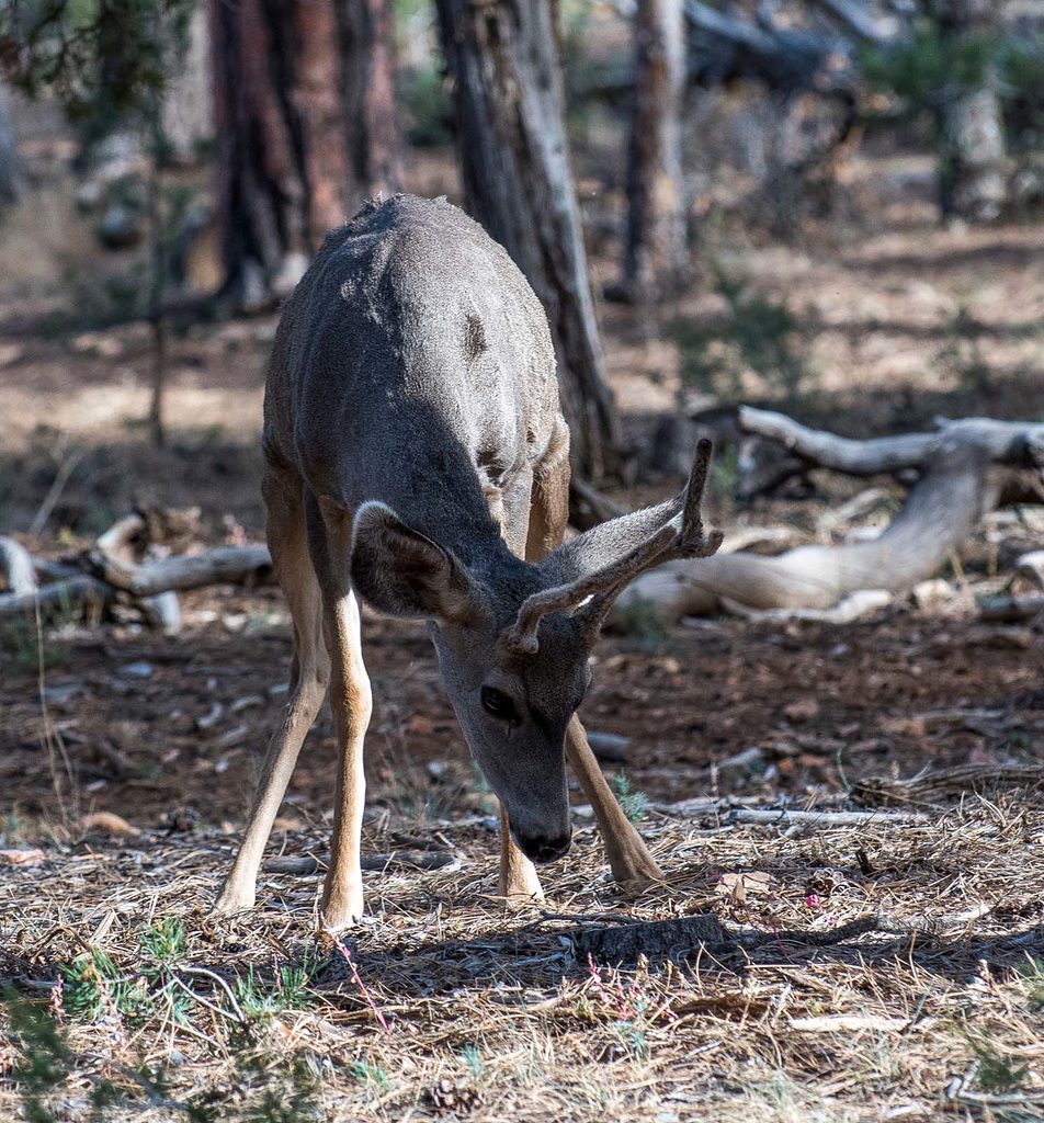 Mule deer stag