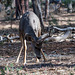 Mule deer stag
