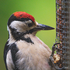 Head studies - Greater Spotted Woodpecker