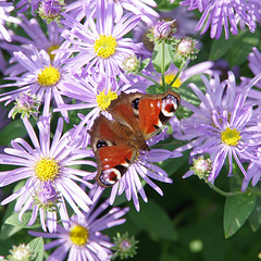 Peacock butterfly on michaelmas daisies