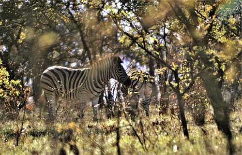 Zebras