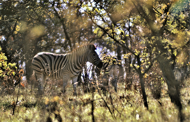 Zebras