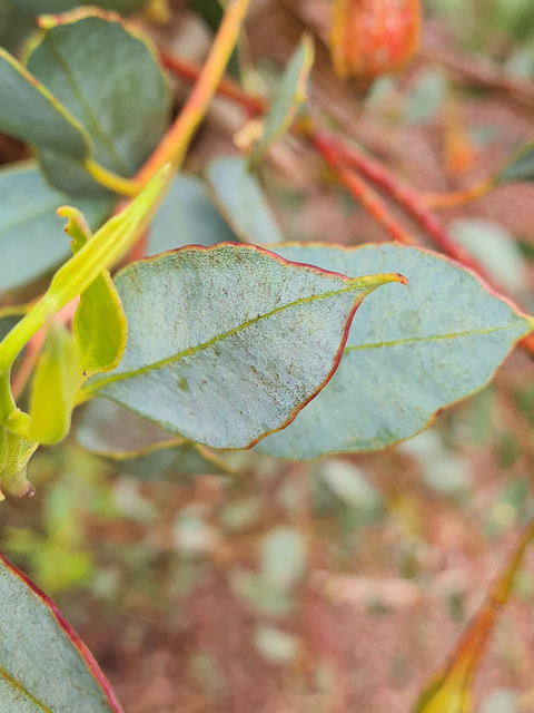 leaves