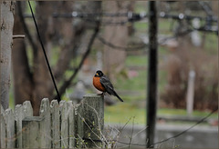 Our neighbourhood robin