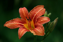 une averse bienfaitrice !! une averse bienfaitrice !!