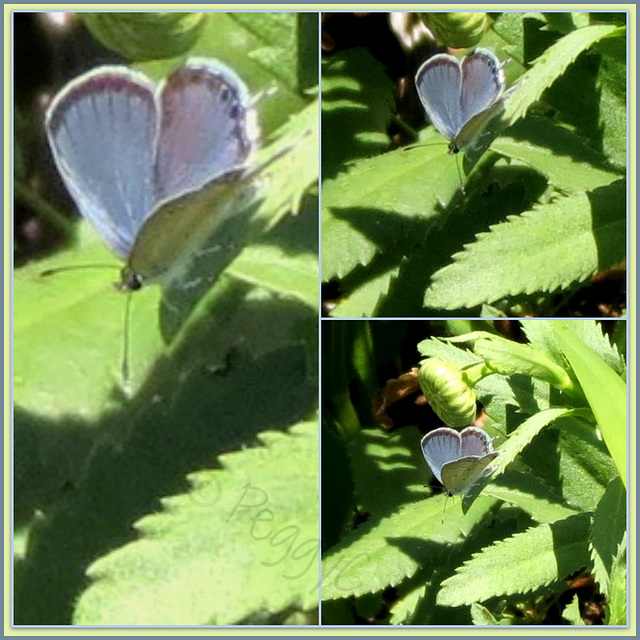 Eastern Tailed-Blue