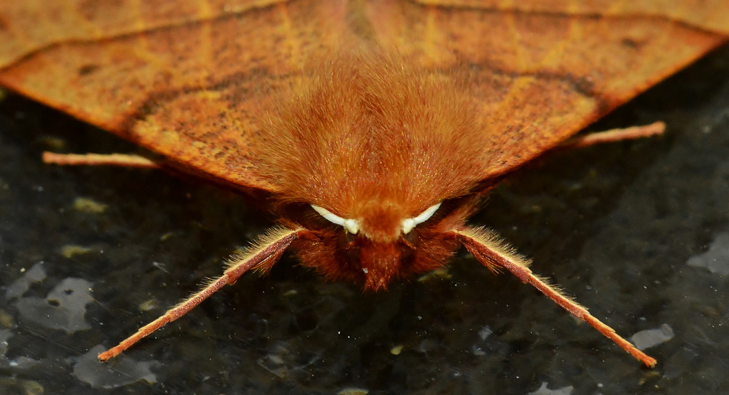 Moth. Possibly Feathered Thorn. Colotois pennara??