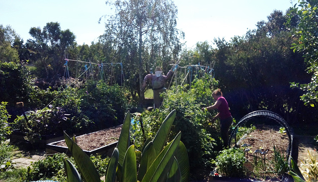 Nelly tackles the tomato jungle