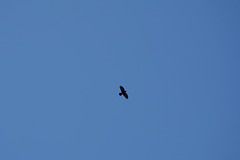 Khumbu, Flying Vulture
