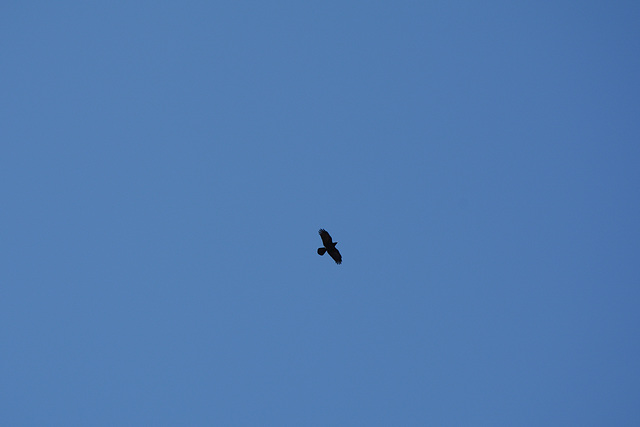 Khumbu, Flying Vulture