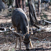 Mule deer stag1 Mule deer stag1