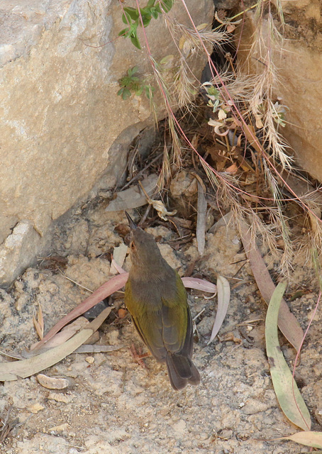 Gray-backed Camaroptera - Wukro Lodge