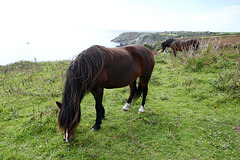 Ponies at Logan Rock Nr Porthcurno, Cornwall
