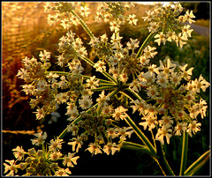 35 Celcius flowers