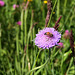 Schwebfliege auf einer Wiesenskabiose