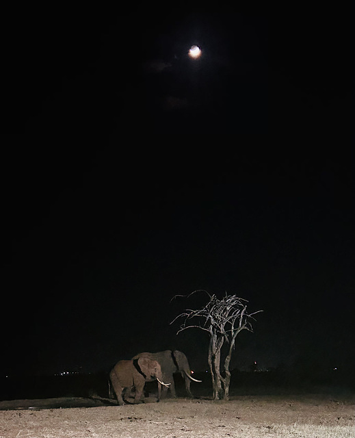 Elephants at night.1