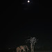 Elephants at night.1