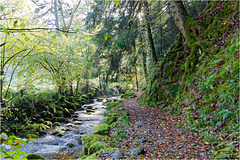 Forest torrent 04 Forest torrent 04