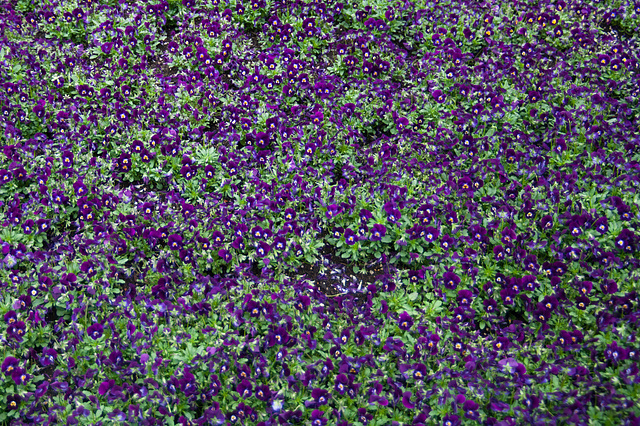 Blütenteppich ++ flowers carpet