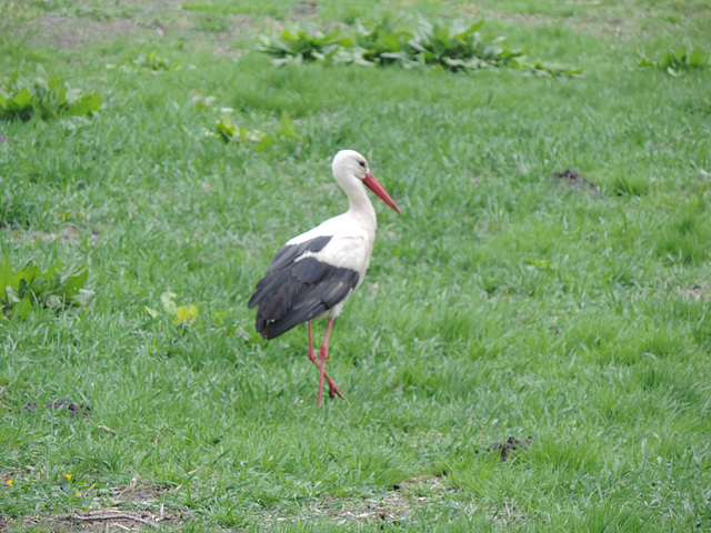 Storch auf Futtersuche /1