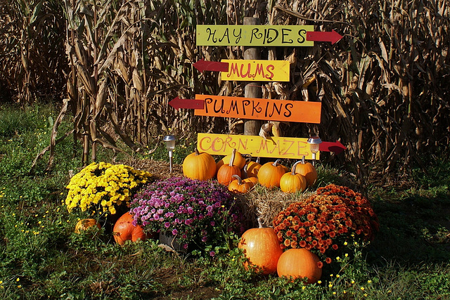 Autumn Time