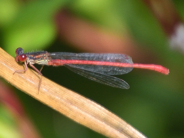 Small Red Damsel m (Ceriagrion tenellum) DSB 1154