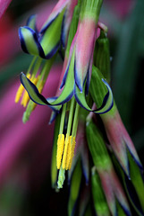 Billbergia nutans