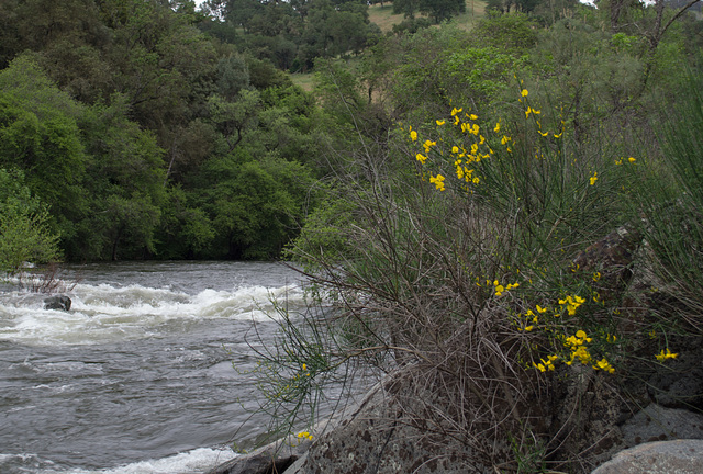 Mokelumne river / Big Bar Launch (#0515)